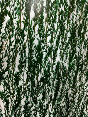 Dekorative dunkle Anlage der Wand-Umhüllungs-19mm lamellierte Glas